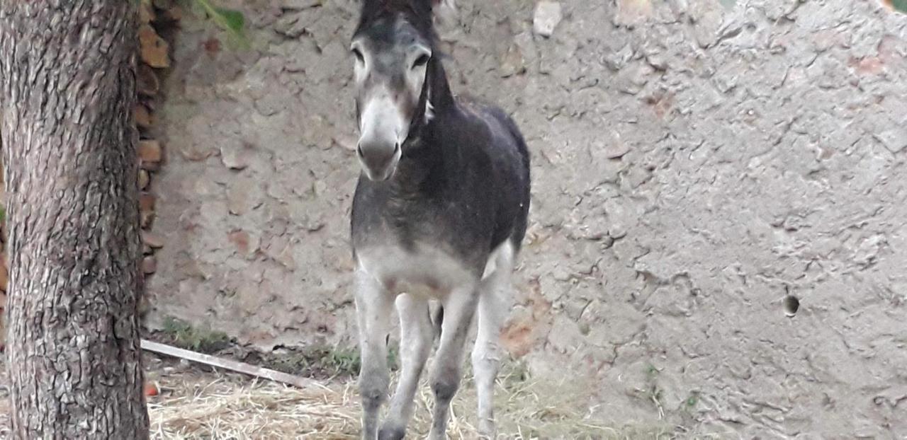 Casa Rural Entresierras Beires Dış mekan fotoğraf